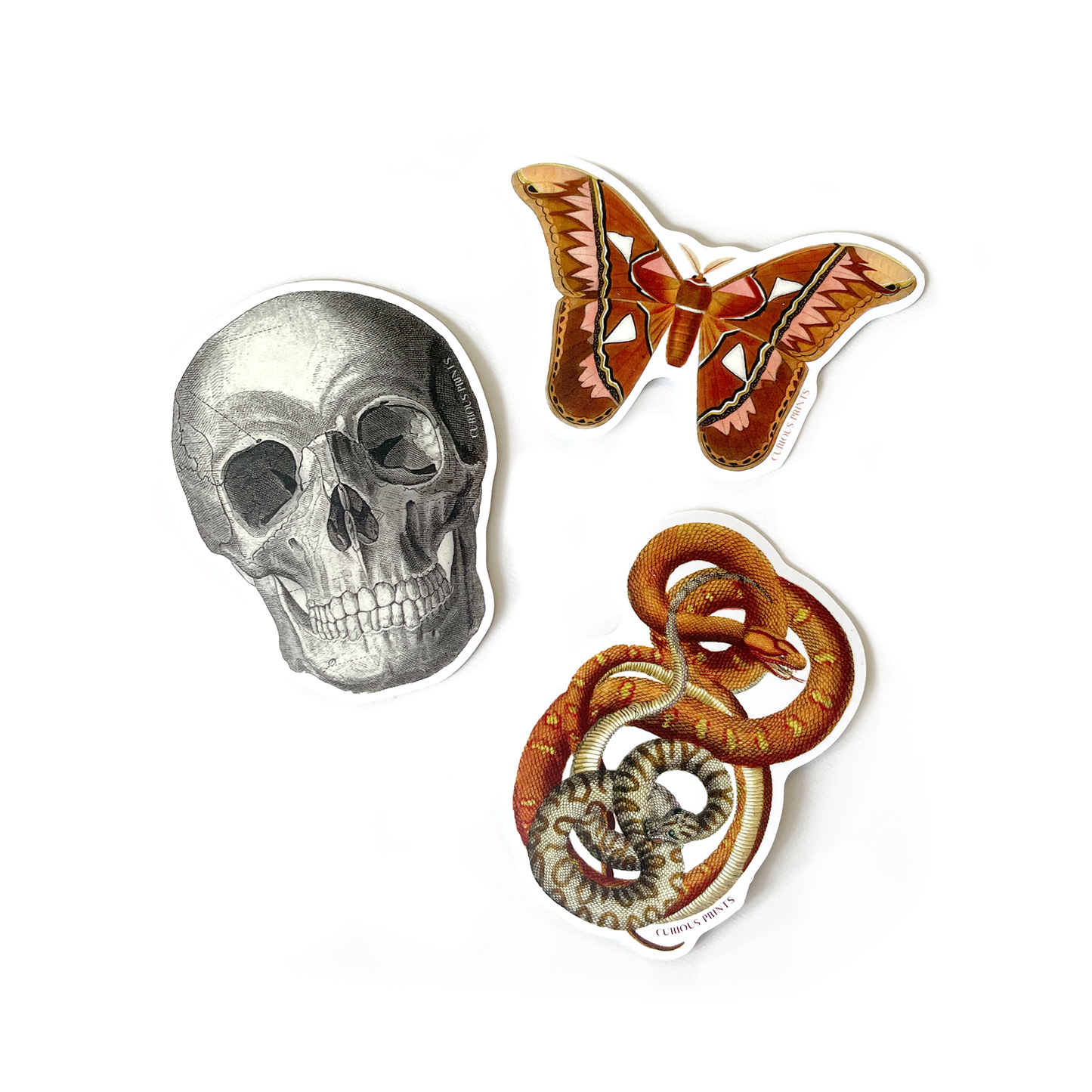 Vintage Atlas Moth Waterproof Sticker