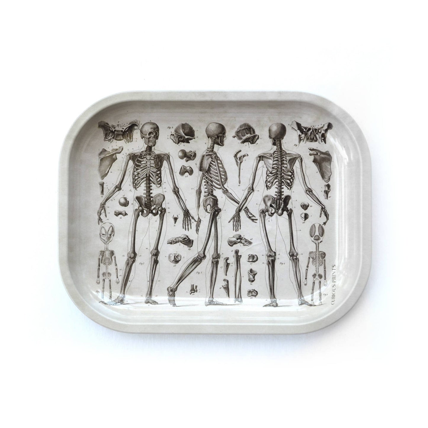 Small Metal Skeleton Diagram Ritual Tray / Vintage Anatomy