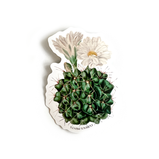 Vintage Botanical Cactus Flower Waterproof Sticker