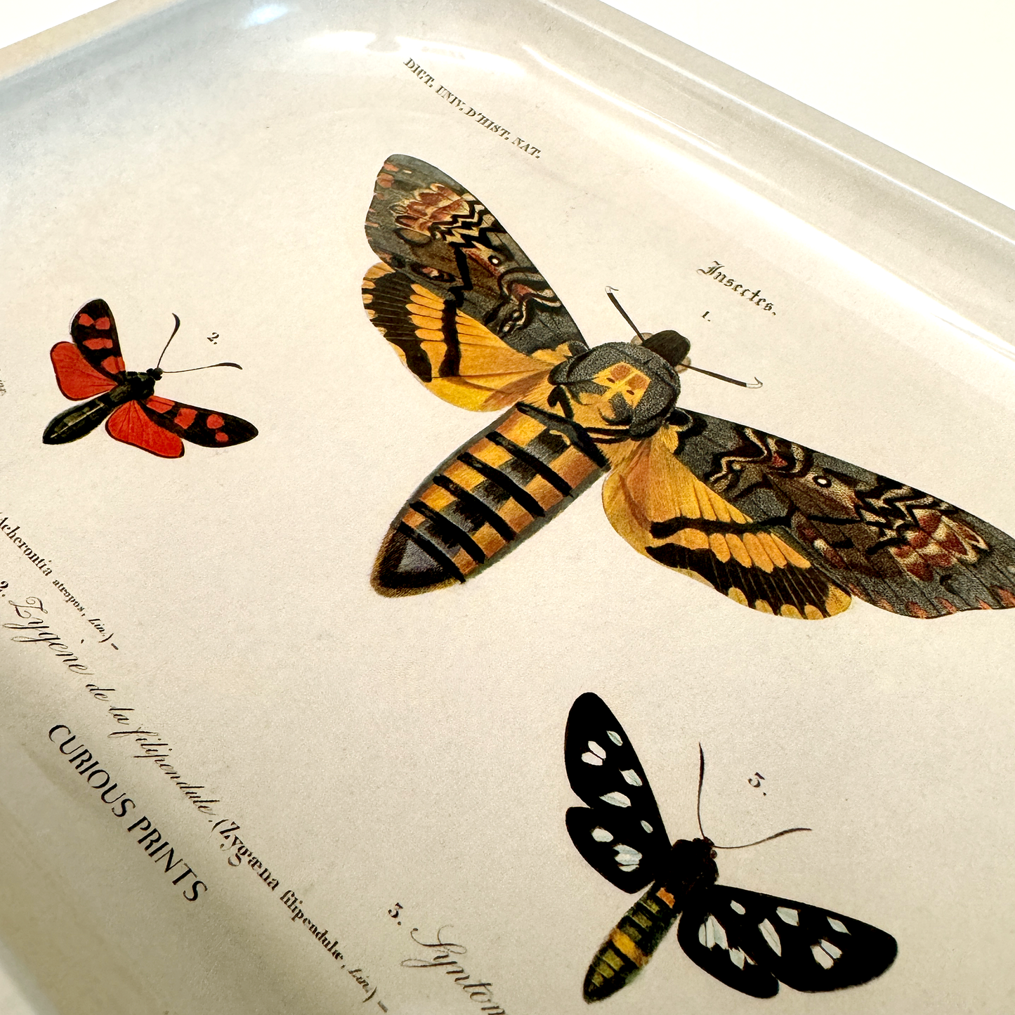 Small Metal Sphinx Moth Catchall Tray / Vintage Print