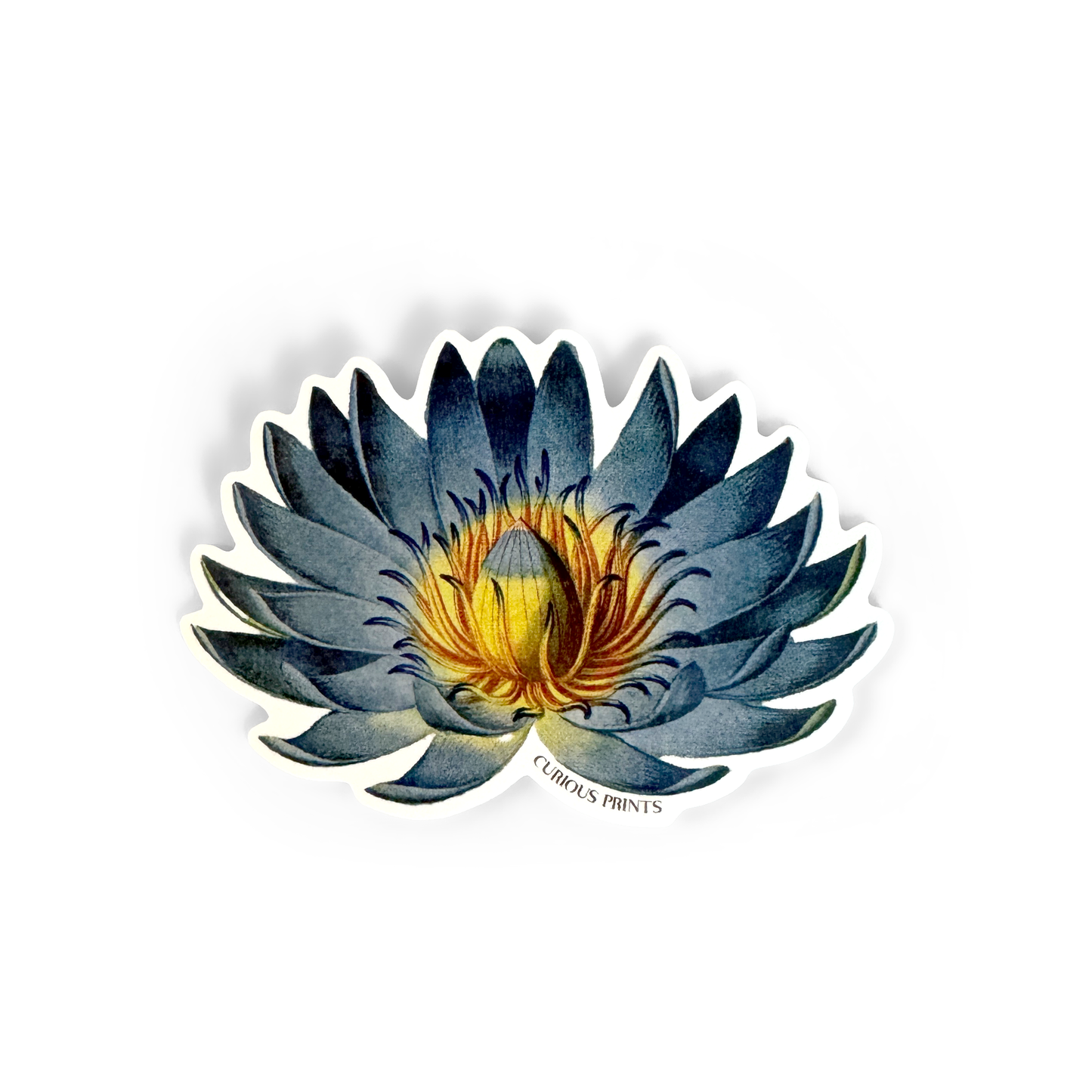 Vintage Botanical Blue Lotus Water Lily Sticker