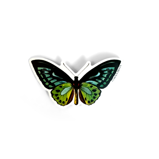 Vintage Blue Green Birdwing Butterfly Sticker