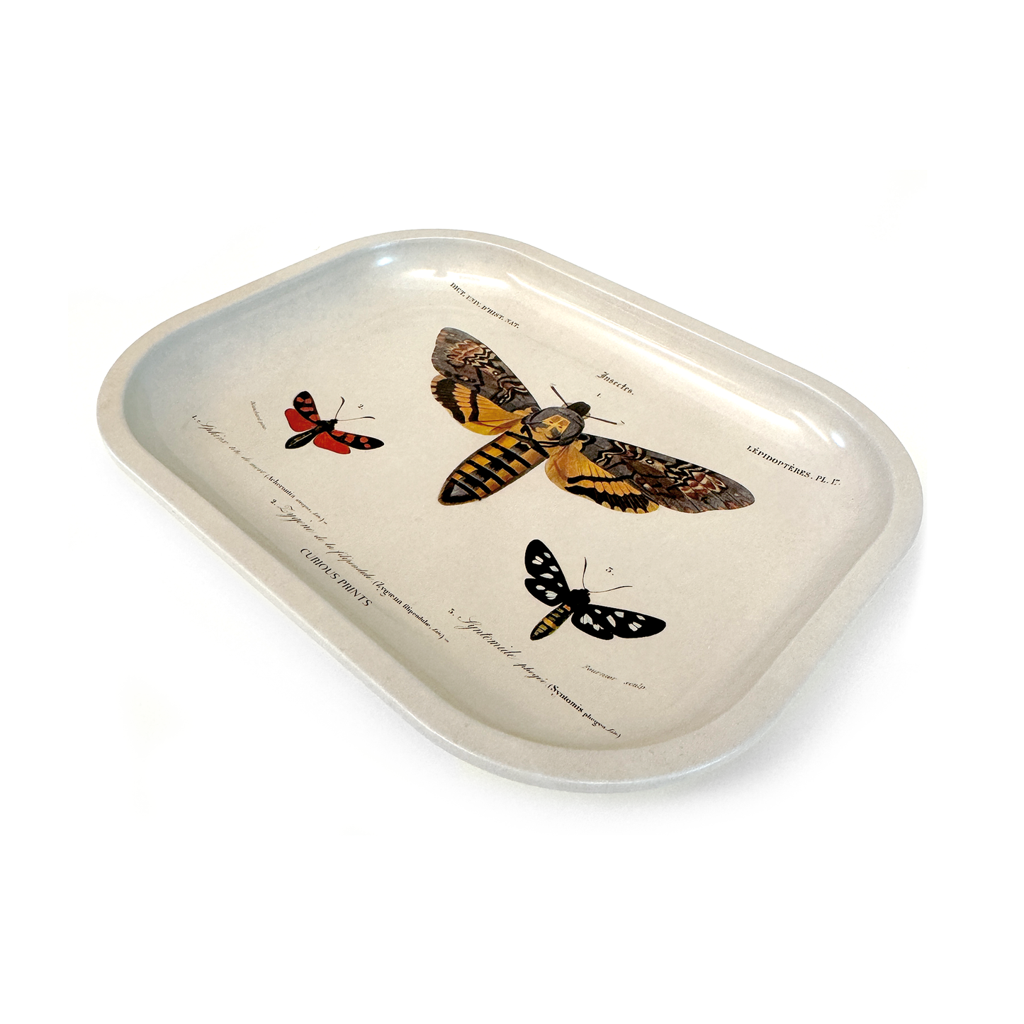 Small Metal Sphinx Moth Catchall Tray / Vintage Print