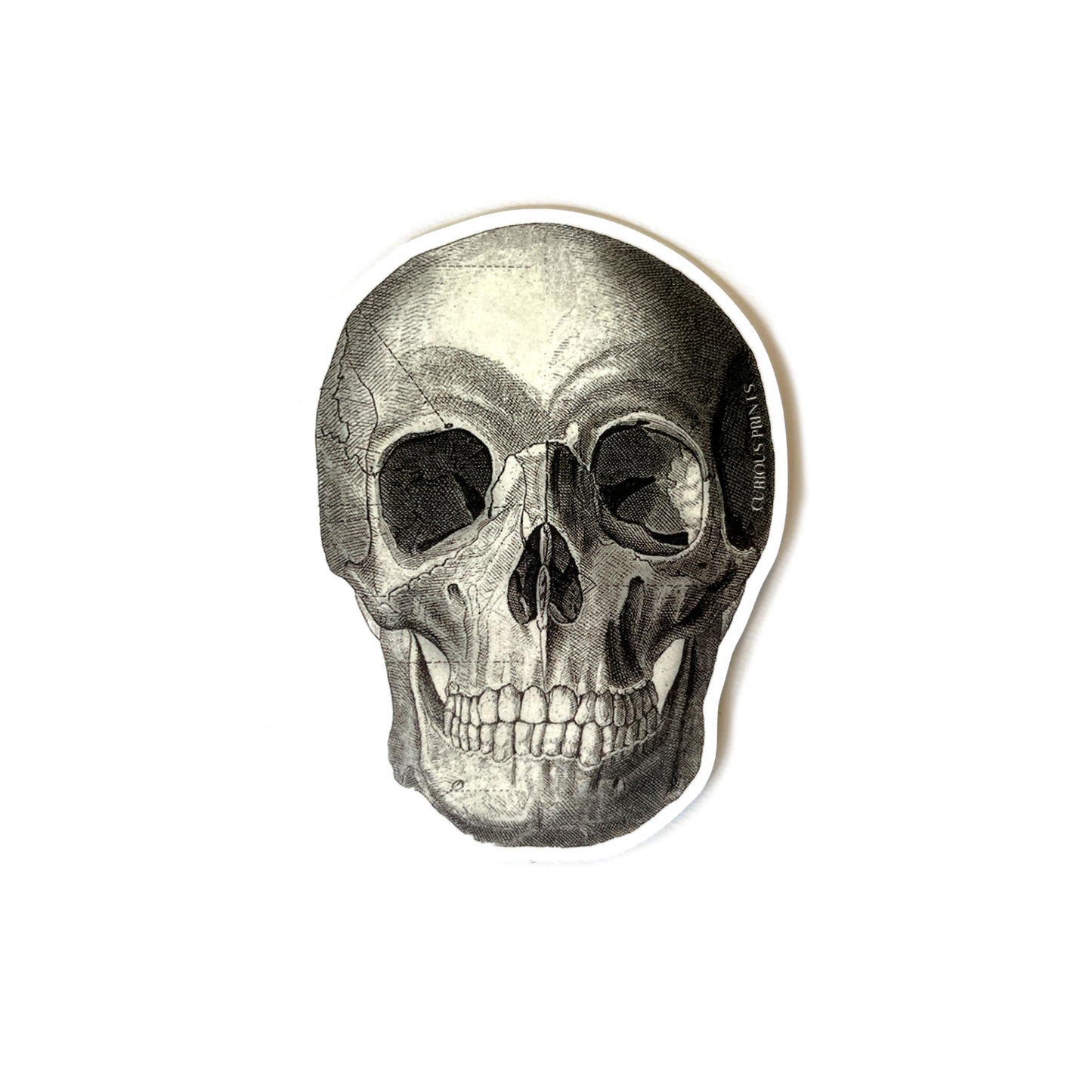 Vintage Anatomy Skull Waterproof Sticker